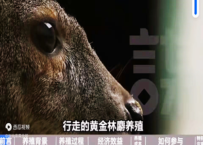 林麝養(yǎng)殖，貴比黃金